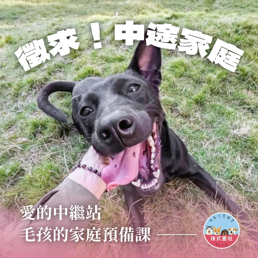 中途家庭 徵求中